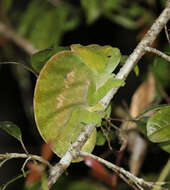 Image of Parson's Chameleon