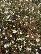 Image of Appalachian stitchwort