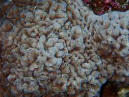 Image of Wrinkle Coral