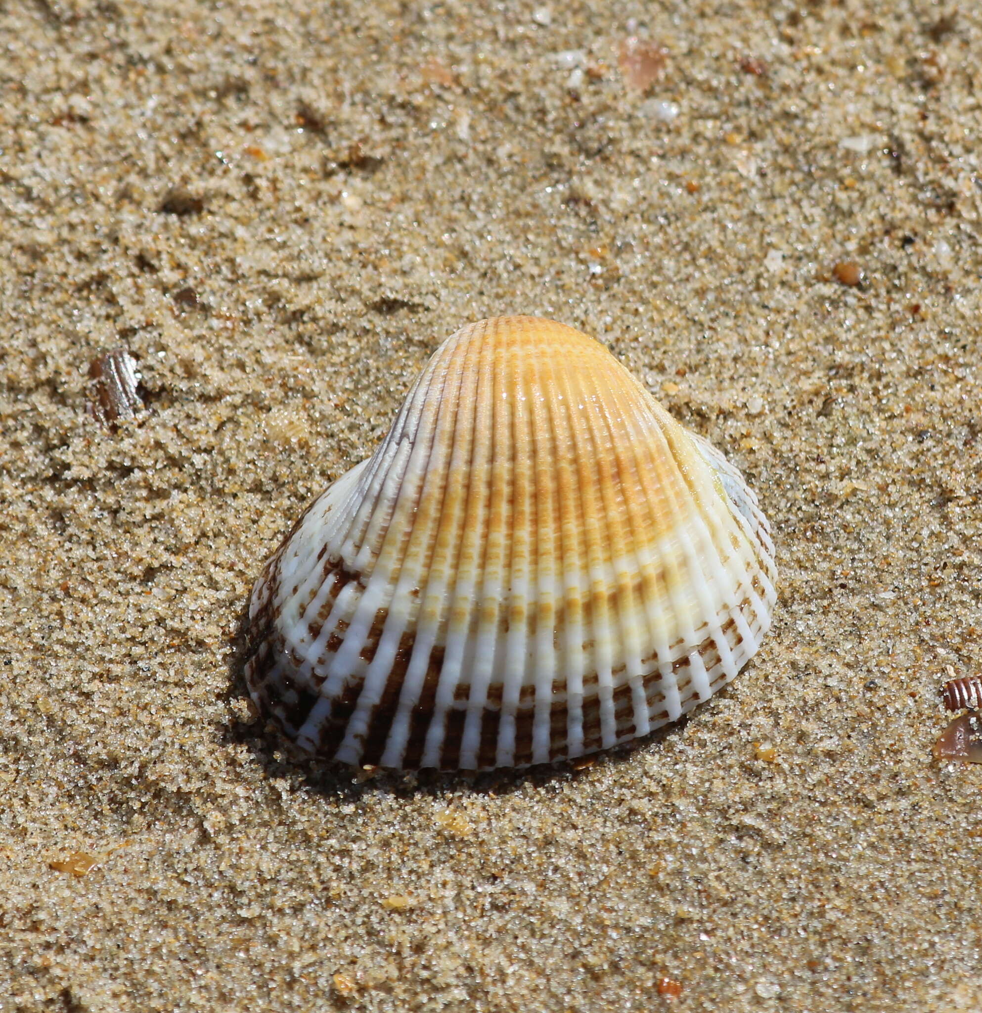 صورة Anadara kagoshimensis (Tokunaga 1906)