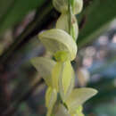 Imagem de Pleurothallis bicornis Lindl.