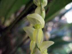 Image of Pleurothallis bicornis Lindl.