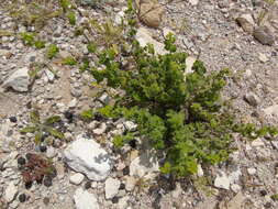 Image of Teucrium halacsyanum Heldr.