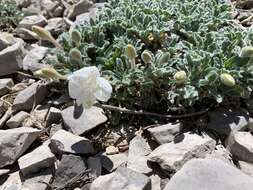 Imagem de Oenothera cespitosa subsp. crinita (Munz) Munz