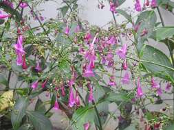 Image of Strobilanthes hamiltoniana (Steudel) J. Bosser & H. Heine