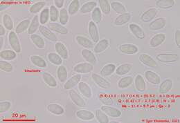 Image of Moellerodiscus capillipes (Quél.) M. P. Sharma 1986