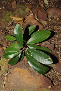 Image of Transvaal milk plum