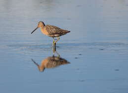 Image of Dowitcher