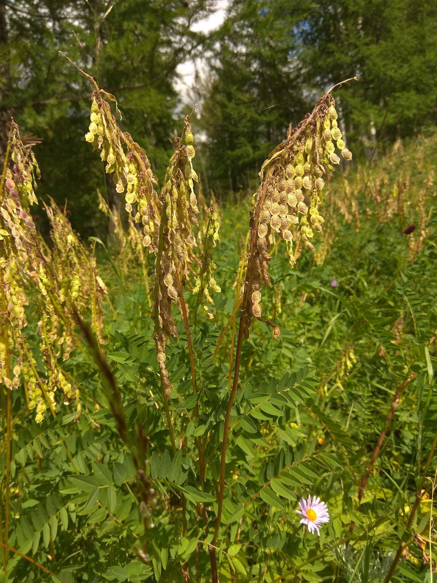 Plancia ëd Hedysarum neglectum Ledeb.