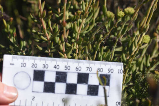 Image of Crassula mollis Thunb.