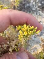 Image de Chrysothamnus viscidiflorus subsp. puberulus (D. C. Eat.) H. M. Hall & Clem.