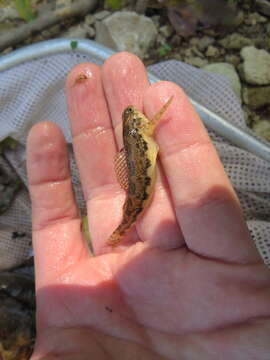 صورة Etheostoma duryi Henshall 1889