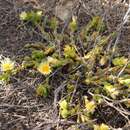 Image of Mesembryanthemum crassicaule Haw.