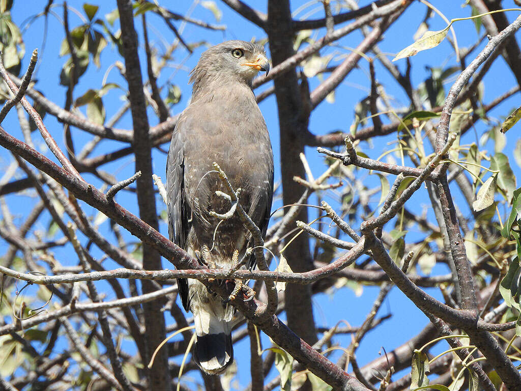 Image of Banded Snake-Eagle