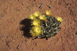 Image of Cheiridopsis robusta (Haw.) N. E. Br.
