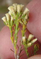 Image of Helichrysum asperum (Thunb.) Hilliard & Burtt