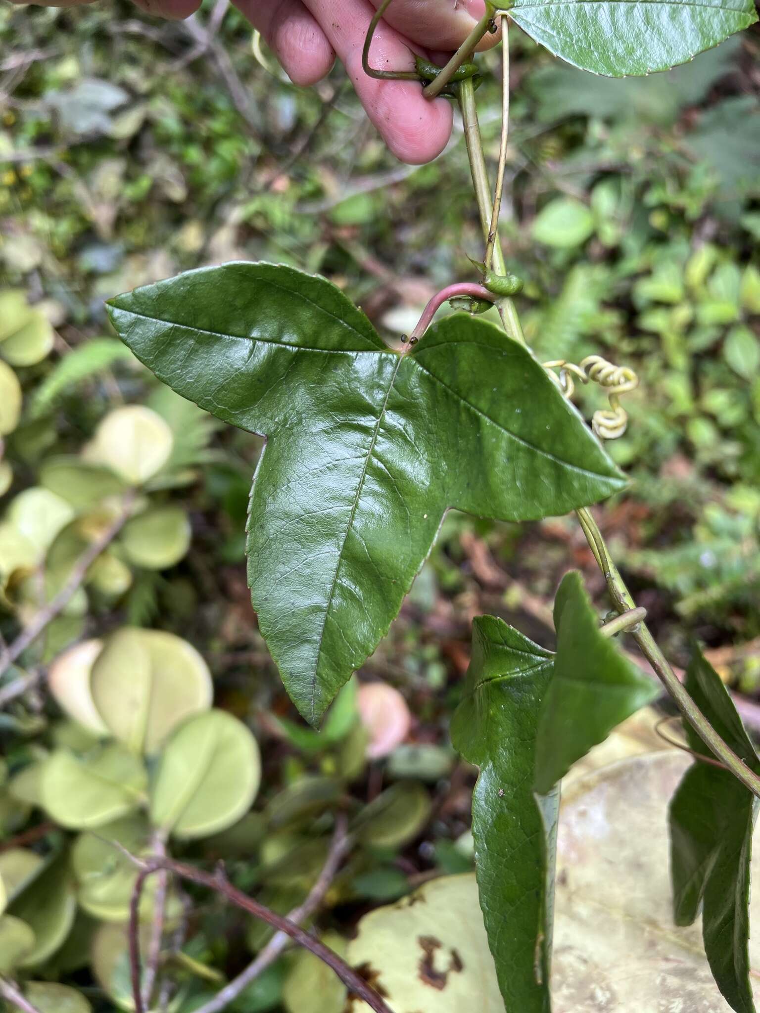 Image de Passiflora cumbalensis var. goudotiana (Triana & Planchon) L. K. Escobar