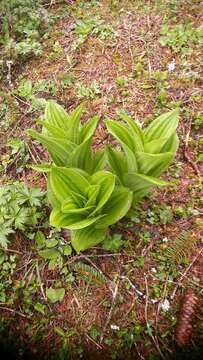 Image of European white hellebore