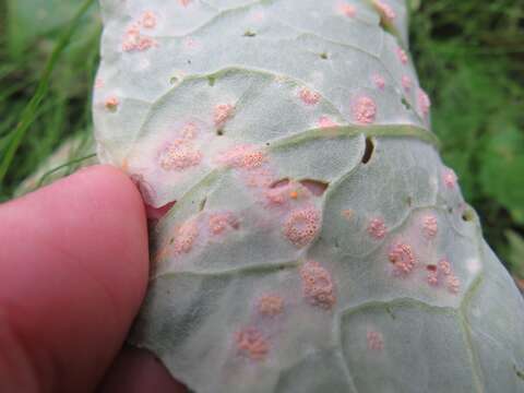 صورة Puccinia poarum Nielsen 1877