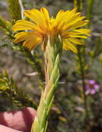 Image of Oedera calycina (L. fil.) N. G. Bergh