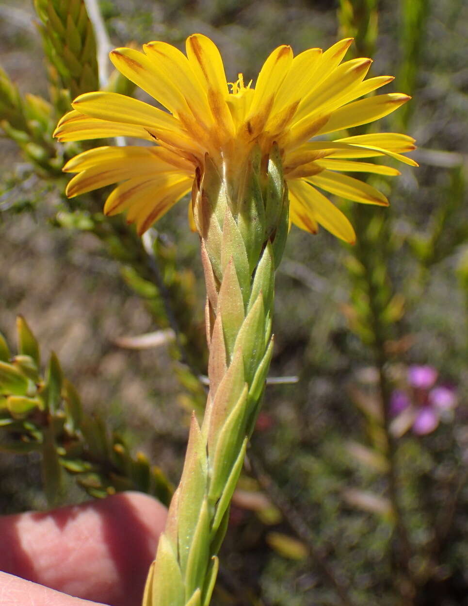 Image of Oedera calycina (L. fil.) N. G. Bergh