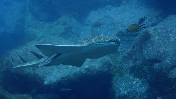 Image of Angel Shark