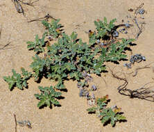 Image de Neurada procumbens L.