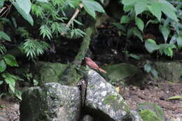 Image of Red-crowned Ant Tanager