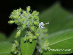 Image of Circaea cordata Royle