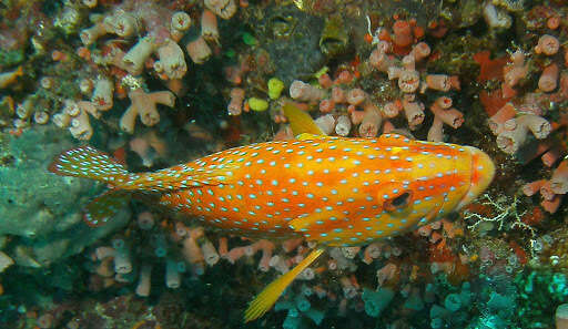 Cephalopholis miniata (Forsskål 1775) resmi