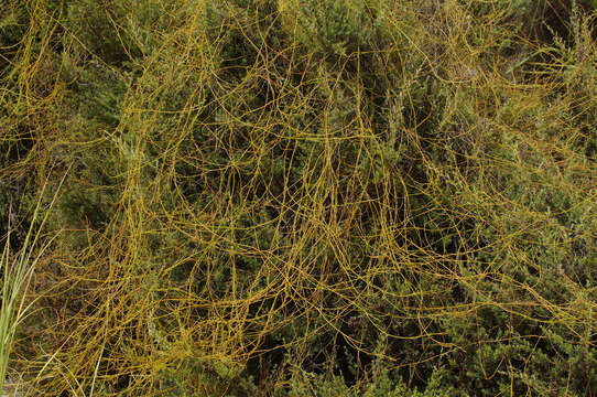 Image of Cassytha paniculata R. Br.