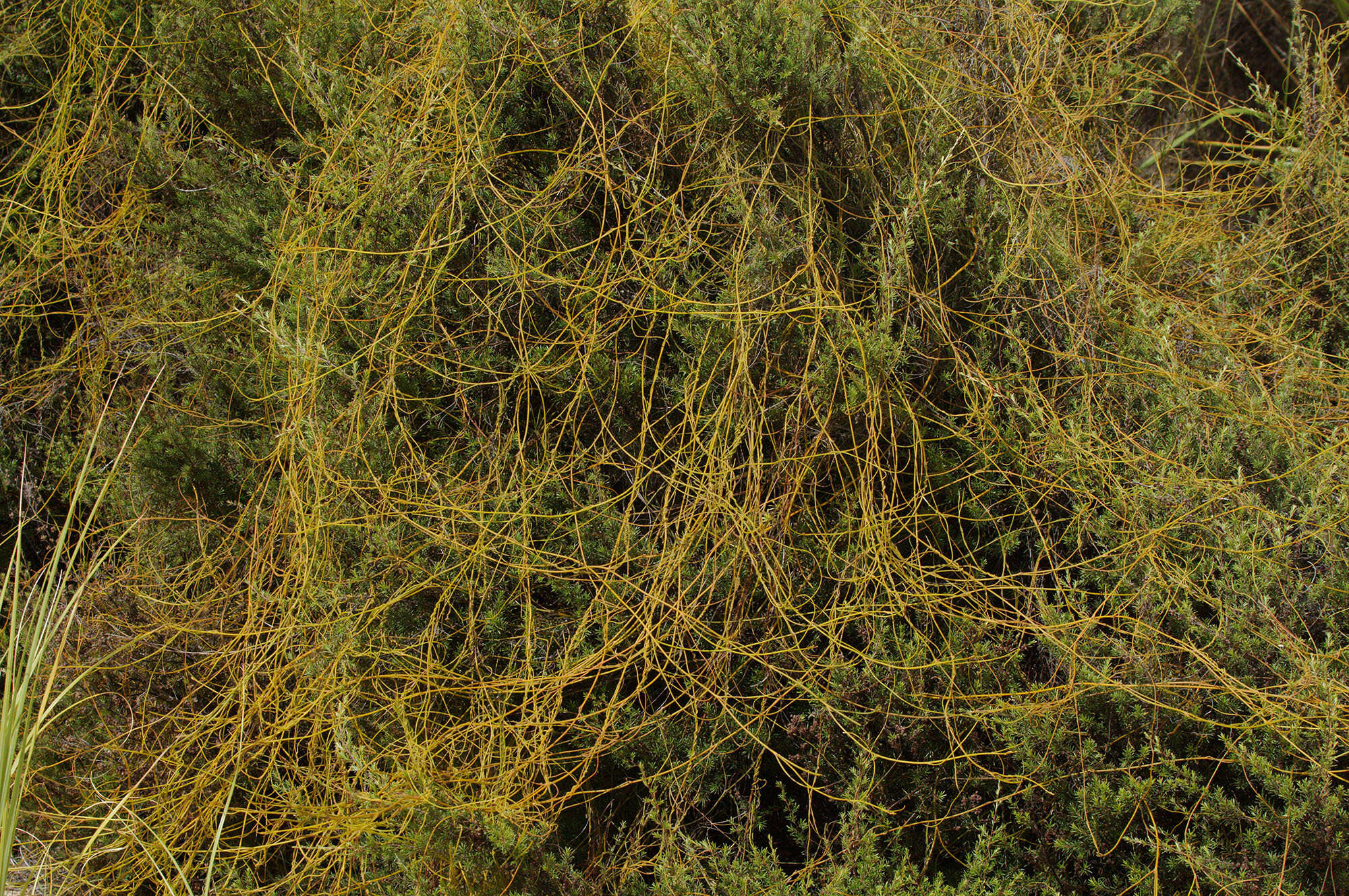 Image of Cassytha paniculata R. Br.
