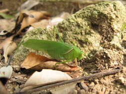 Image of Sinochlora longifissa (Matsumura, S. & Shiraki 1908)