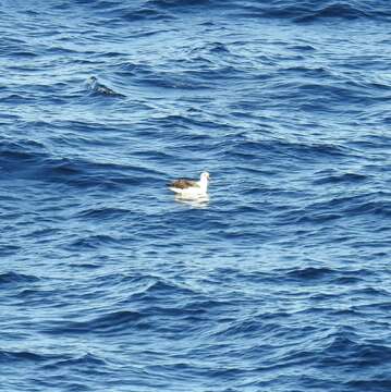 Image of Atlantic Yellow-nosed Albatross