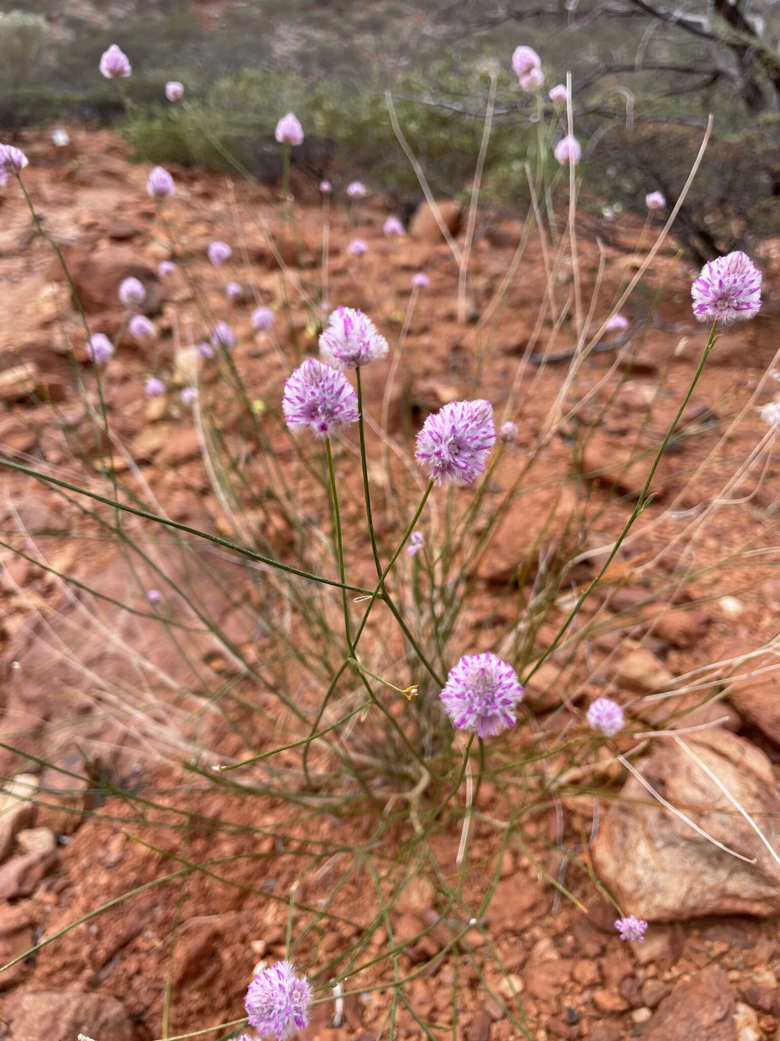 Ptilotus schwartzii Tate的圖片