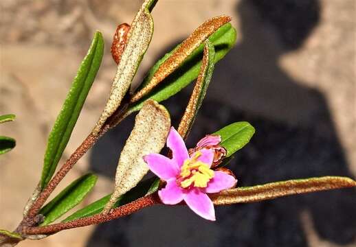 Image of Phebalium nottii (F. Müll.) F. M. Bailey