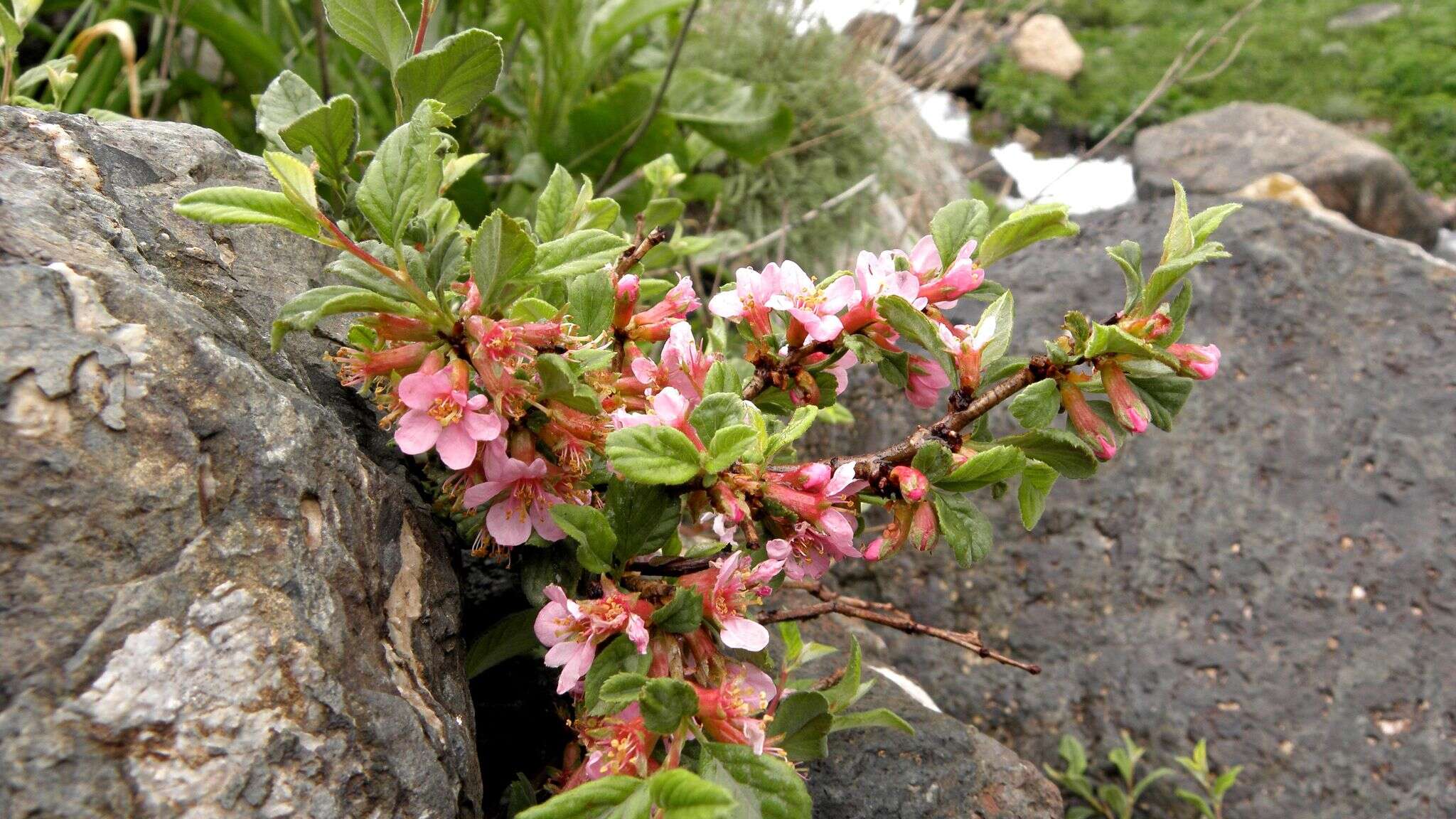 Image of Mountain cherry