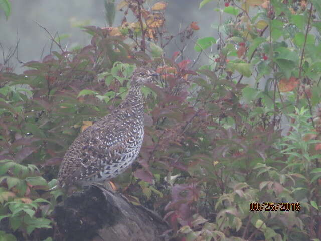 Image of Sharp-tailed Grouse