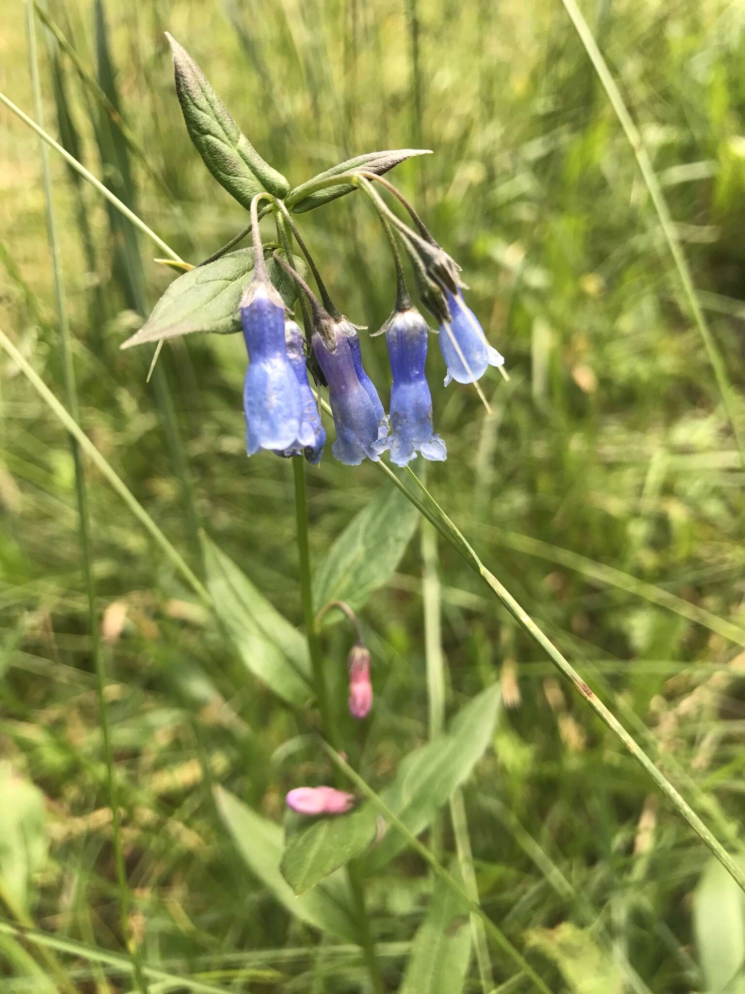 Image of Franciscan Bluebells