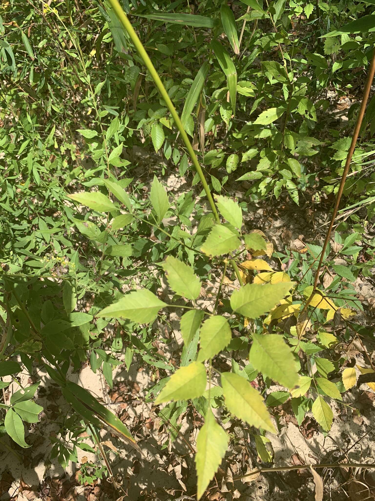 Image of Canadian Wild Lovage