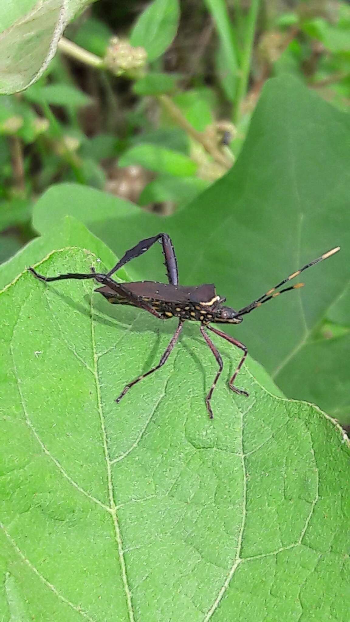 Image of Passionvine Bug