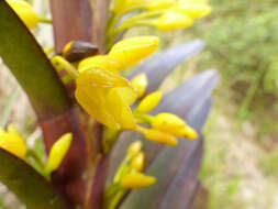 Image of Maxillaria cordyline (Rchb. fil.) Dodson