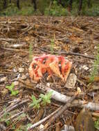 Imagem de Clathrus ruber P. Micheli ex Pers. 1801