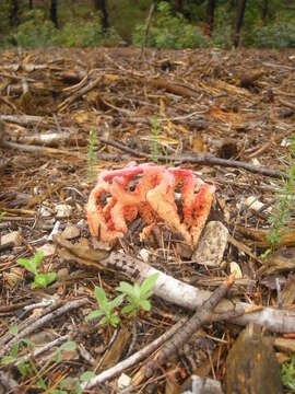 Image of Clathrus ruber P. Micheli ex Pers. 1801