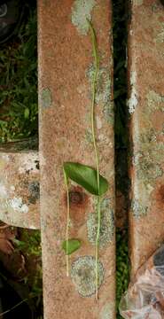 Слика од Ophioglossum reticulatum L.