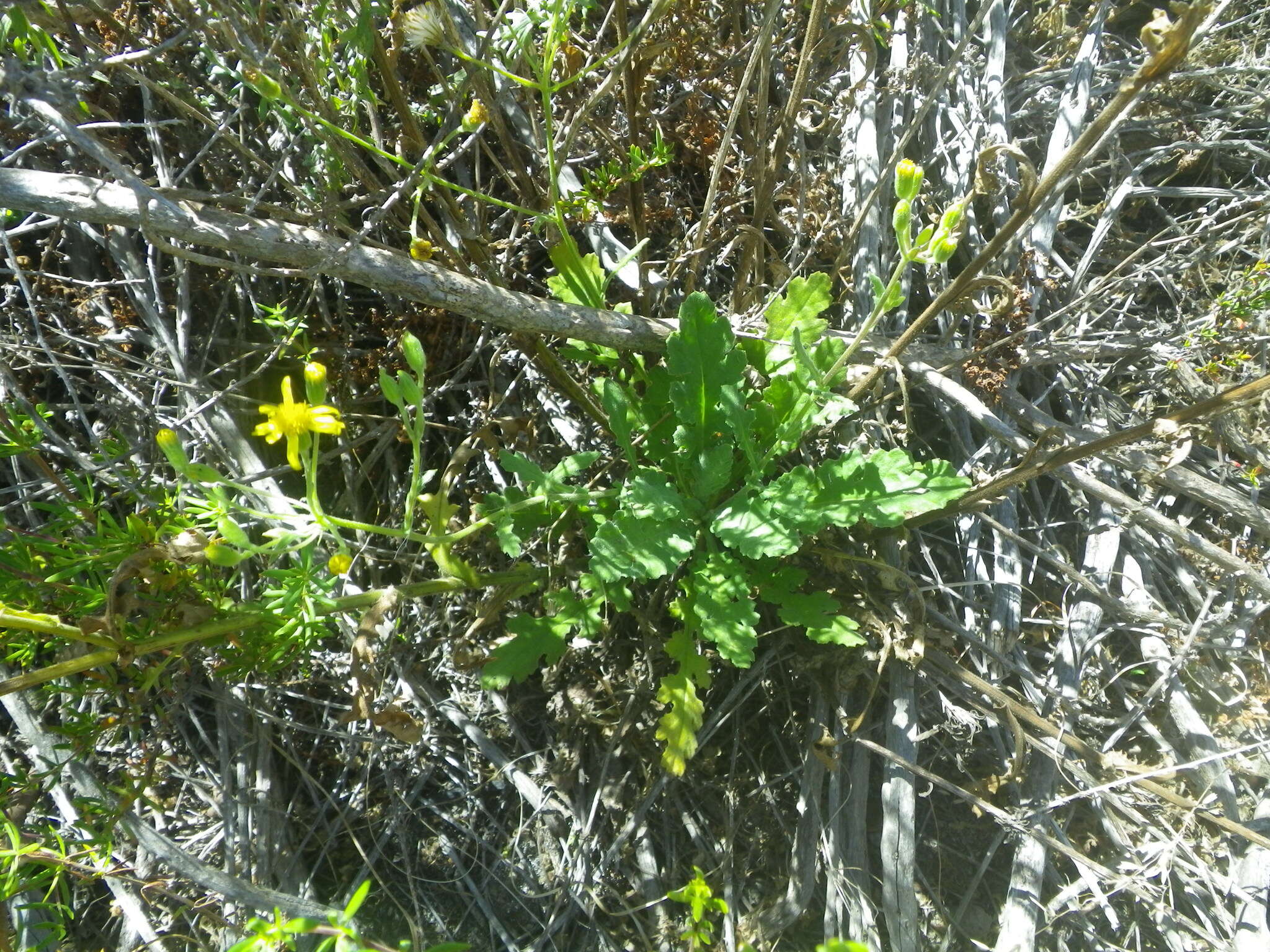 Image of Senecio hastatus L.