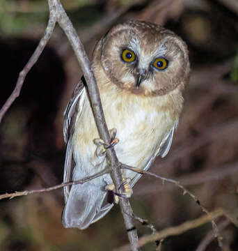 Image of Unspotted Saw-whet Owl