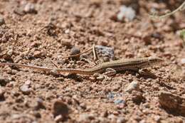 Image of Bosk’s fringe-toed lizard