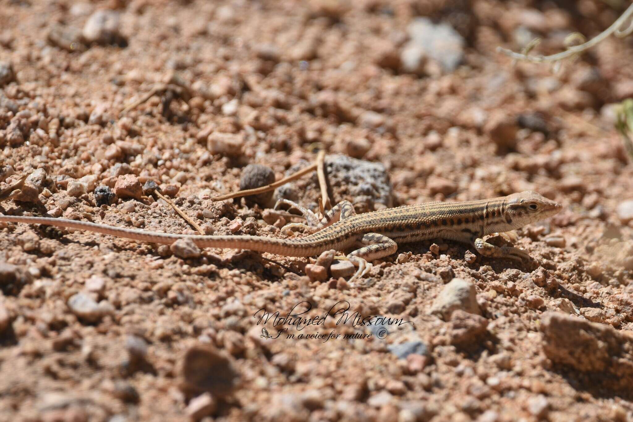 Image of Bosk’s fringe-toed lizard