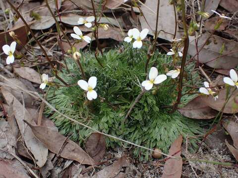 Image of Stylidium piliferum R. Br.